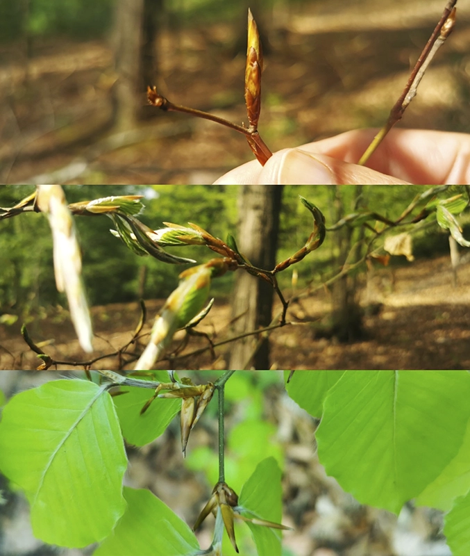 photos de feuillages et bourgeons